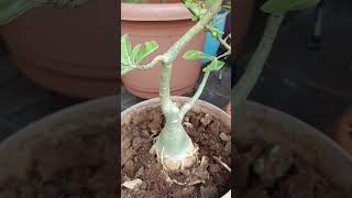 🪴🌸🌿Adenium plant care tips 🪴🌿 #bonsai #plants #jadeplant #adenium #adeniumcare #gardening #ytshorts