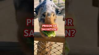 Pro or Anti-Zoo? #zoos #wildlife #animalrights #conservation #nature #ethics #zoo #extinction