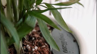 🍃 Labor Day Sale Easy plant🍃 Profile