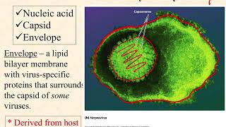 BIO2020 Episode 044: viruses part 4