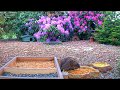 Wild Hedgehog lives at the feeding station - Recke, Germany - May 27, 2020