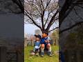 【小さくてかわいい4歳児】にぃにとお花見散歩🌸満開前 #難病 #子育て #vlog #サクラキミワタシ