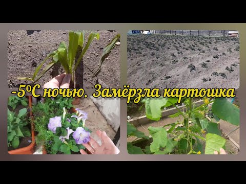 Заморозок ❄️ в июне. Обзор того, что выжило и замёрзло.