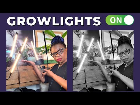 How Long to Keep Grow Lights On For Plants.  Plant Q & A.  The Leca Queen