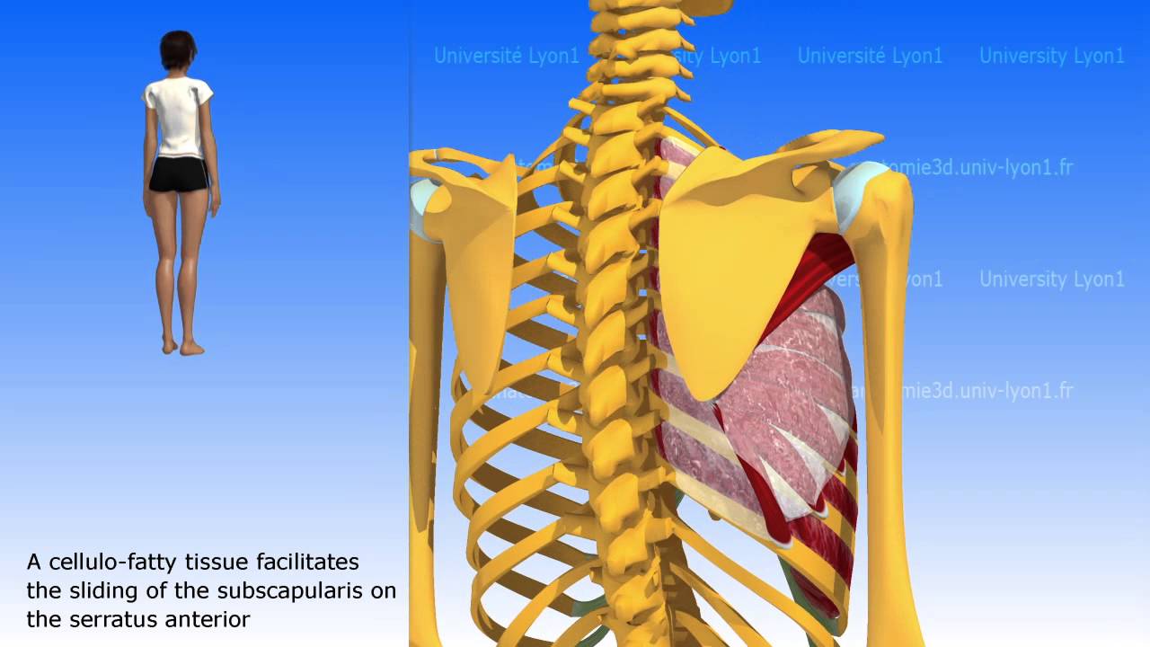 Scapulothoracic joint or scapular serrato thoracic joint - YouTube