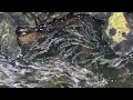 Creek Street Chum Salmon in Ketchikan, Alaska
