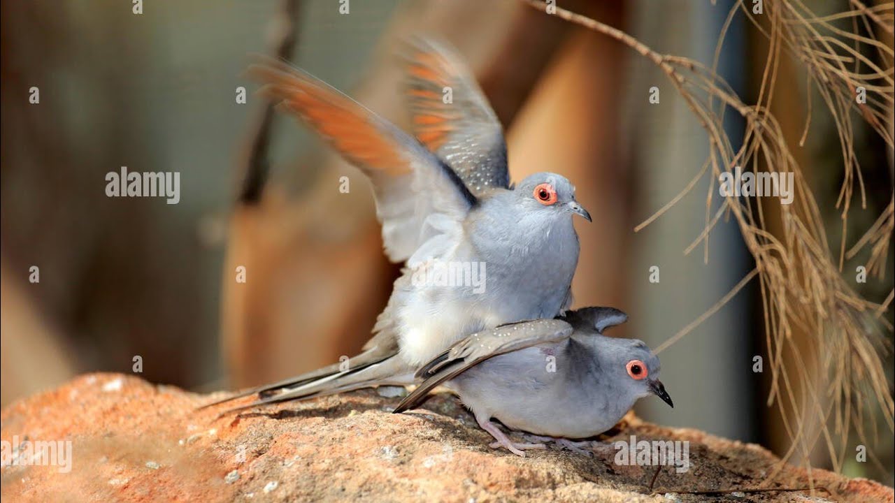 Diamond Dove maeting in colony