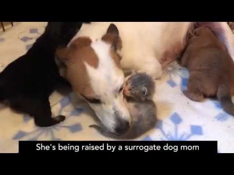 Orphaned kitten finds unconventional family