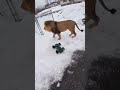Traxxas Mini XRTand Lion playing around