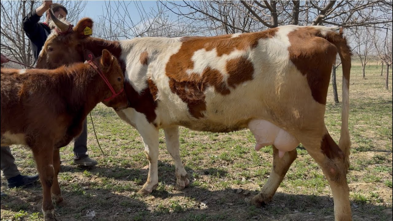 Сментал ва Чёрние Пёстри Сершир Элита аз Ако Махсуд арзон ва гарантия 