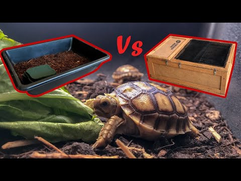 Video: Kā izveidot biotopu Jūsu mazulim Sulcata bruņurupucis