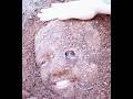 Hide from 100 police officers across a 10-million-square-meter desert to claim a $5 million reward.
