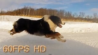 Dog Running in Slow Motion HD