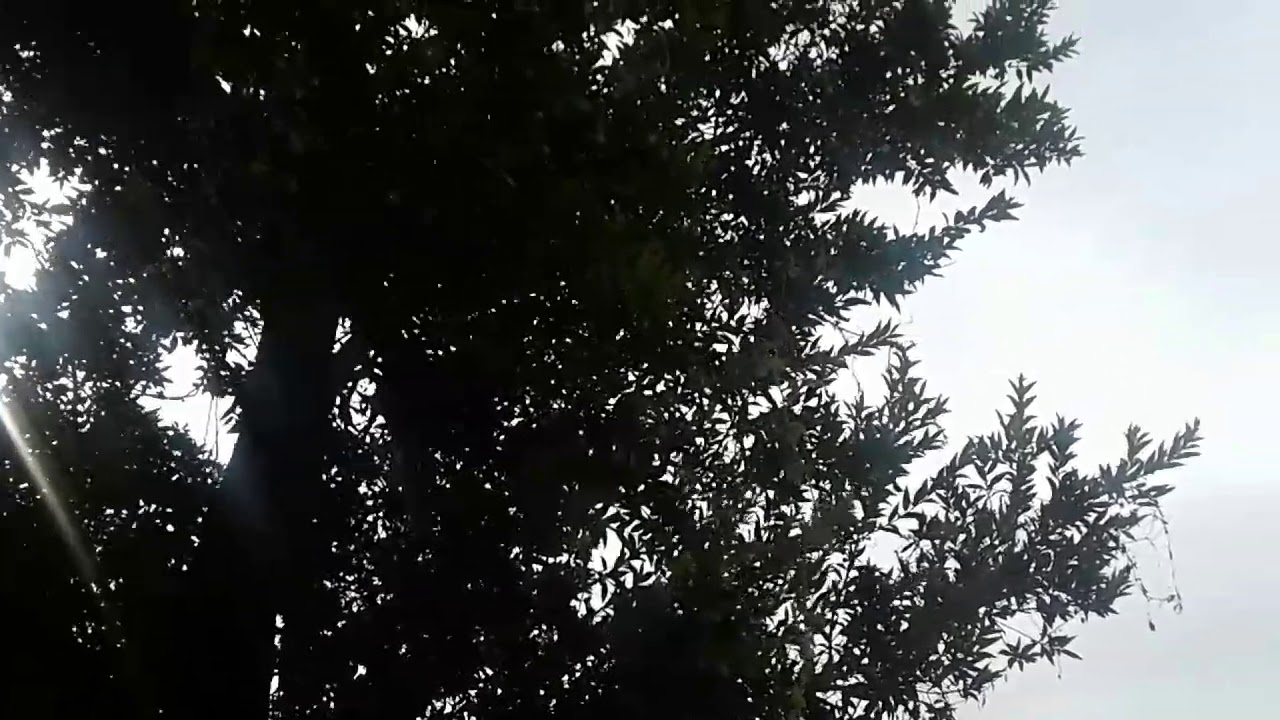 palpites para o jogo do bicho dia PALPITES PARA A FEDERAL E CORUJA DO DIA 23/09/2017