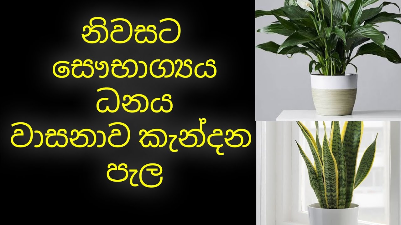වාසනාව ගෙනෙන පැල 🌵 #fenshui #luckyplants #moneyplant #වාස්තු #moneyattraction #foryou #viral #1212 