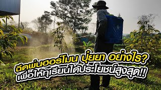 ฉีดพ่นฮอร์โมน ปุ๋ยยา อย่างไร? เพื่อให้ทุเรียนได้ประโยชน์สูงสุด!!