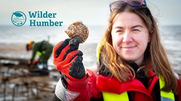 Pioneering Native Oyster Restoration in the Humber | #WilderHumber