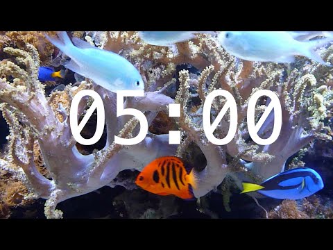 5 Minute Aquarium Countdown Timer Ocean Timer Fish Timer Relaxing Music 