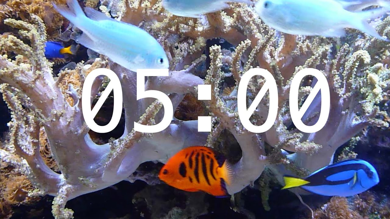 5 Minute Aquarium Countdown Timer |  Ocean Timer | Fish Timer | Relaxing Music