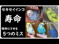 【セキセイインコ 寿命】セキセイインコっ何年生きるの? 私達のミスで短命にしちゃうことも・・・