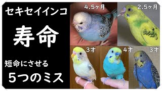 【セキセイインコ 寿命】セキセイインコっ何年生きるの? 私達のミスで短命にしちゃうことも・・・