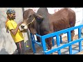 Weight Of Animals After 15 Day&#39;s|Hamdan Cattle Farm &amp; Palai Centre|