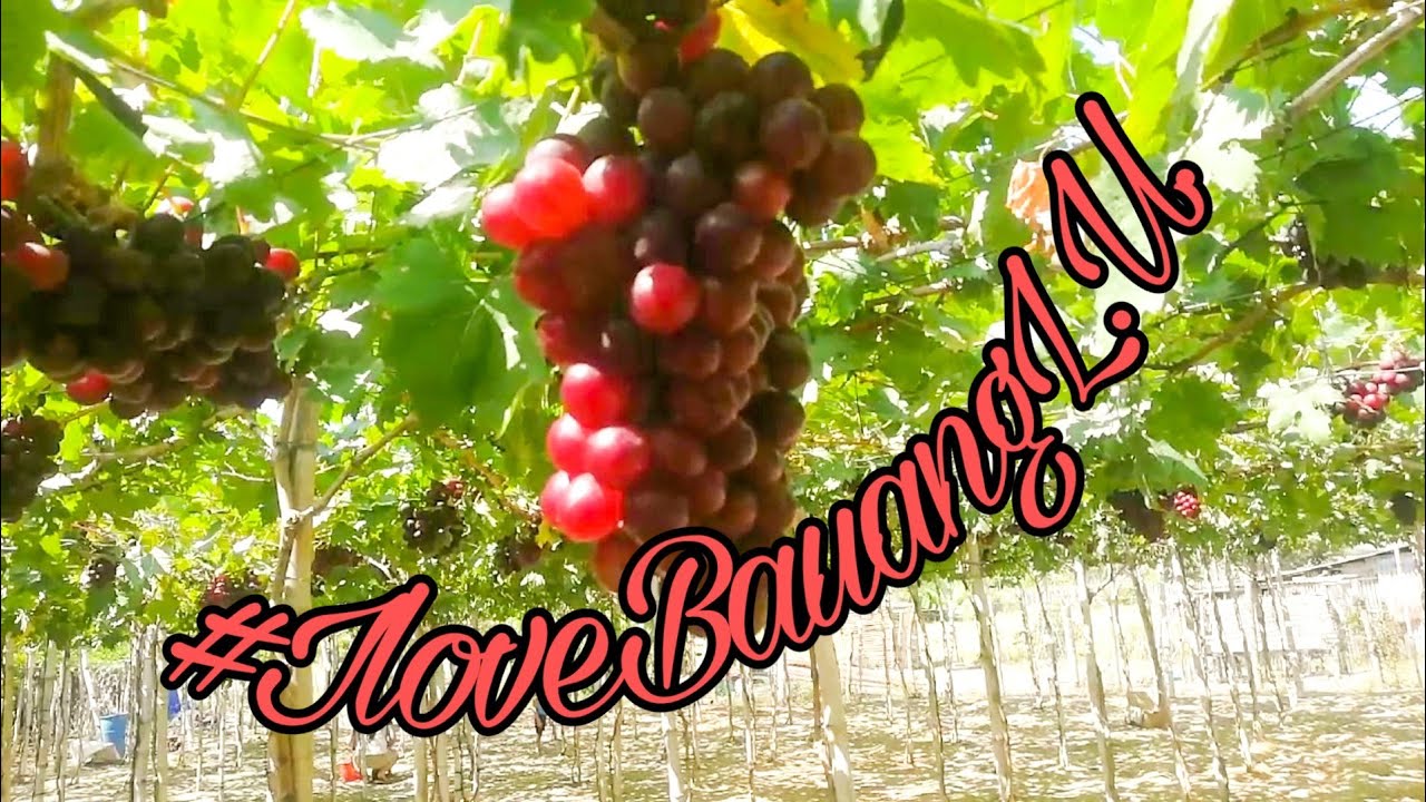 Agoo And Bauang La Union Part2 YouTube
