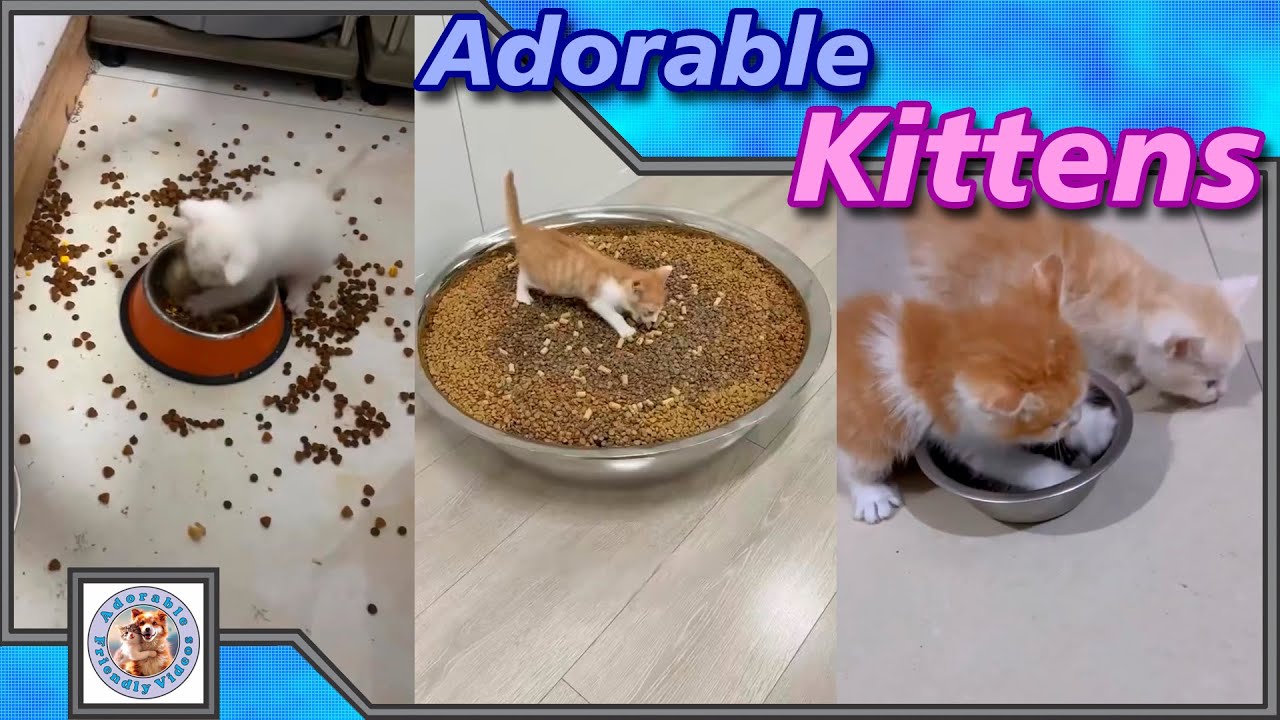 Adorable fluffy kittens, to make your day happy! Comment your favorite! 