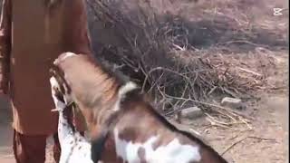 Goat Mating And Breeding Video Bakra Breeding Process Goat Mating And Breeding Is It Successful?