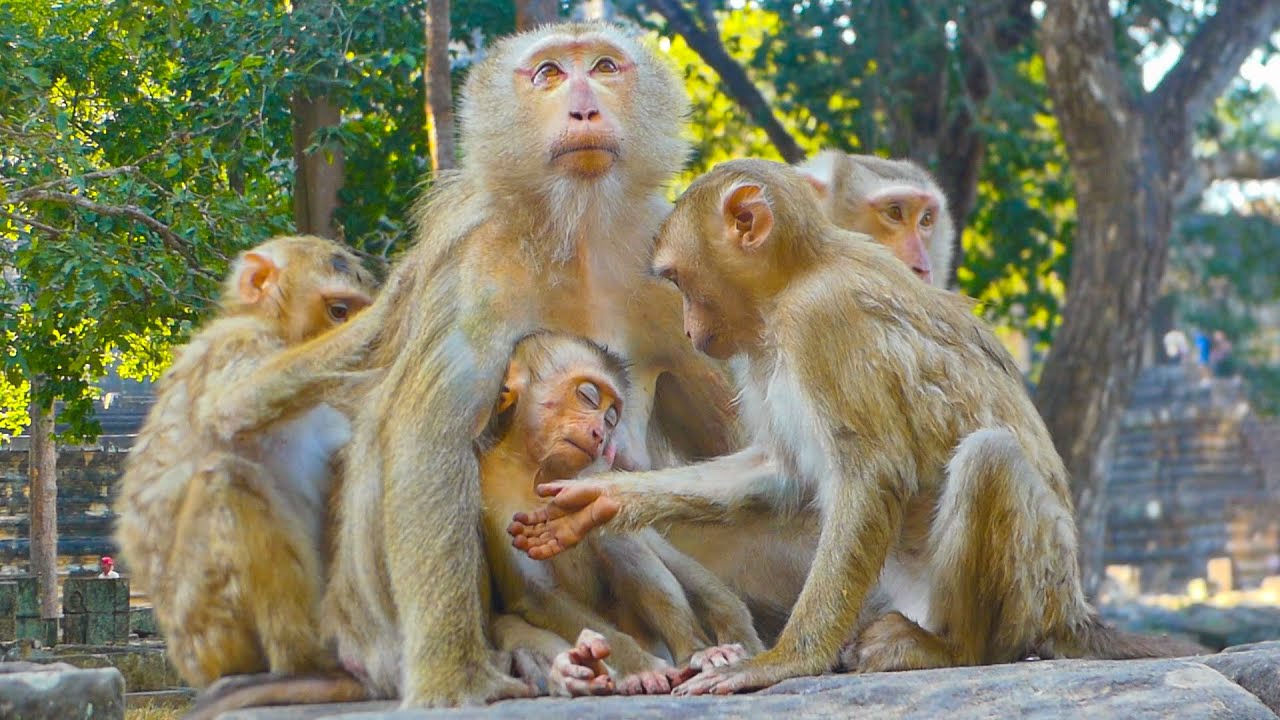 Lauy, Lexi, Jenifer, Julie, & Linda grooming Luna | Heartwarming time with Luna & friends