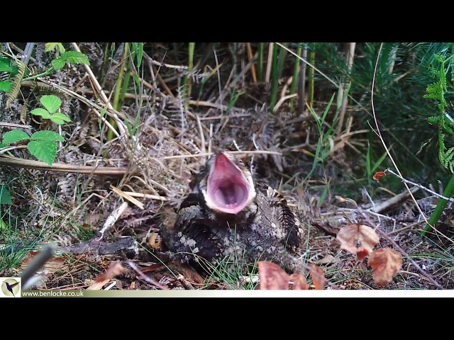 Nightjar gape