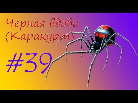 Черная вдова (Каракурт)