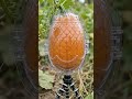 I Turned a Pumpkin Into a Dragon Egg for Halloween  This pumpkin was grown inside a custom mold to c