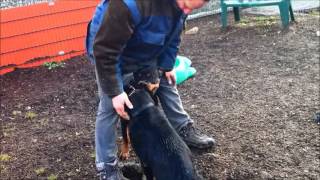 Download Lagu Akira Teddy MP3