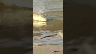 Crocodile Chases Black Mamba