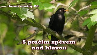 Lesní noviny 20  S ptačím zpěvem nad hlavou, Forest News 20.  With birdsong overhead..