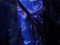 Mysterious Giant Octopus Scripps Birch Aquarium La Jolla | San Diego California.