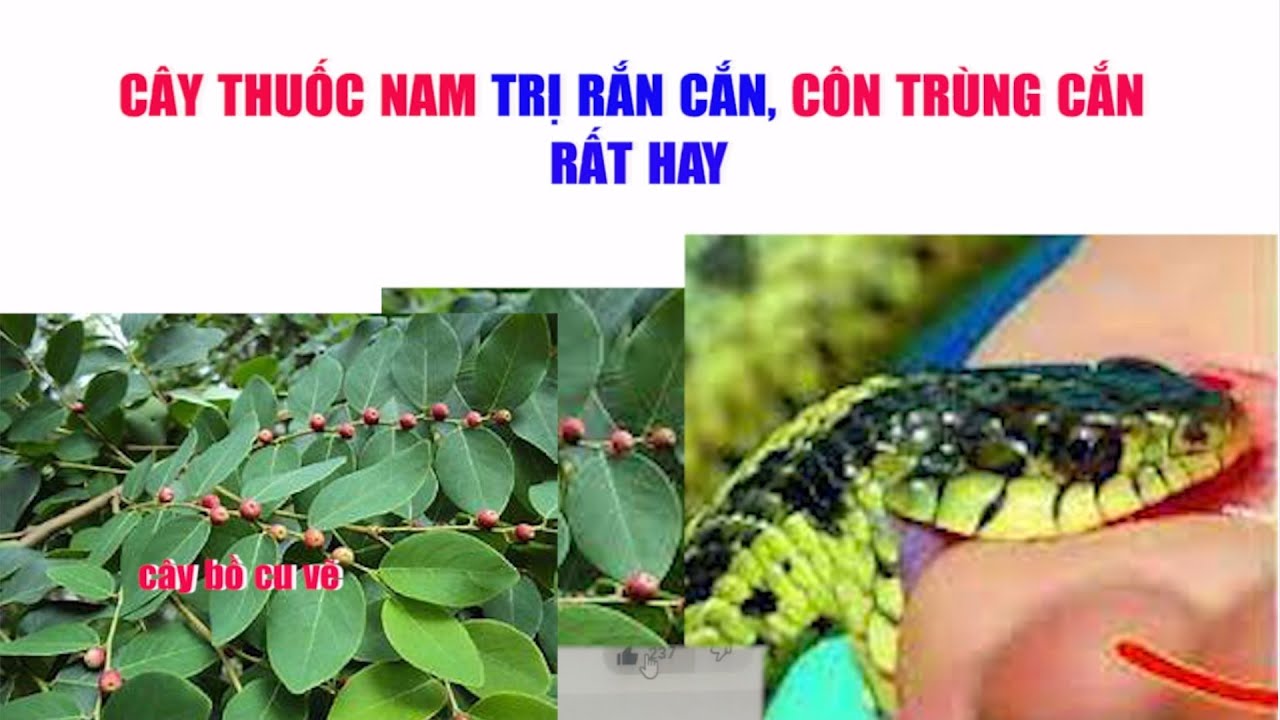 Thuốc Nam Cây Bồ Cu Vẽ Trị Rắn Cắn - YouTube