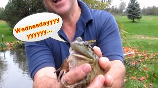 Screaming Budgetts Frog Wednesdayyyy