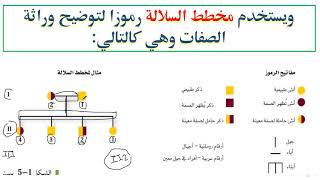 مخطط السلالة