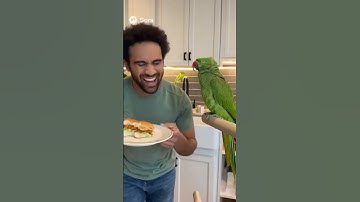 When Your Parrot Starts Arguing Like a Human 😂 | Funniest Talking Bird Moments Ever.