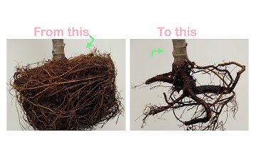Root pruning of 5 years old fig tree. I over done it.