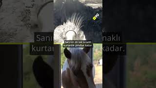Neden Atları Kurtarıyor? Kazdağlarında Atlara Adanan Bir Hayat