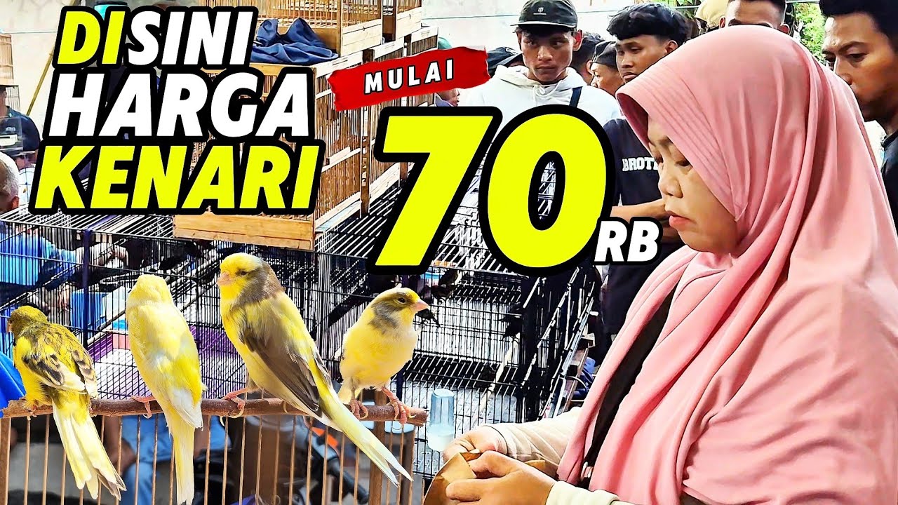 VLOG PASAR‼️Disini KENARI MELIMPAH mulai 70rb...