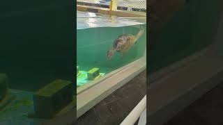 Loggerhead Turtle &amp; Some Fish #Turtles