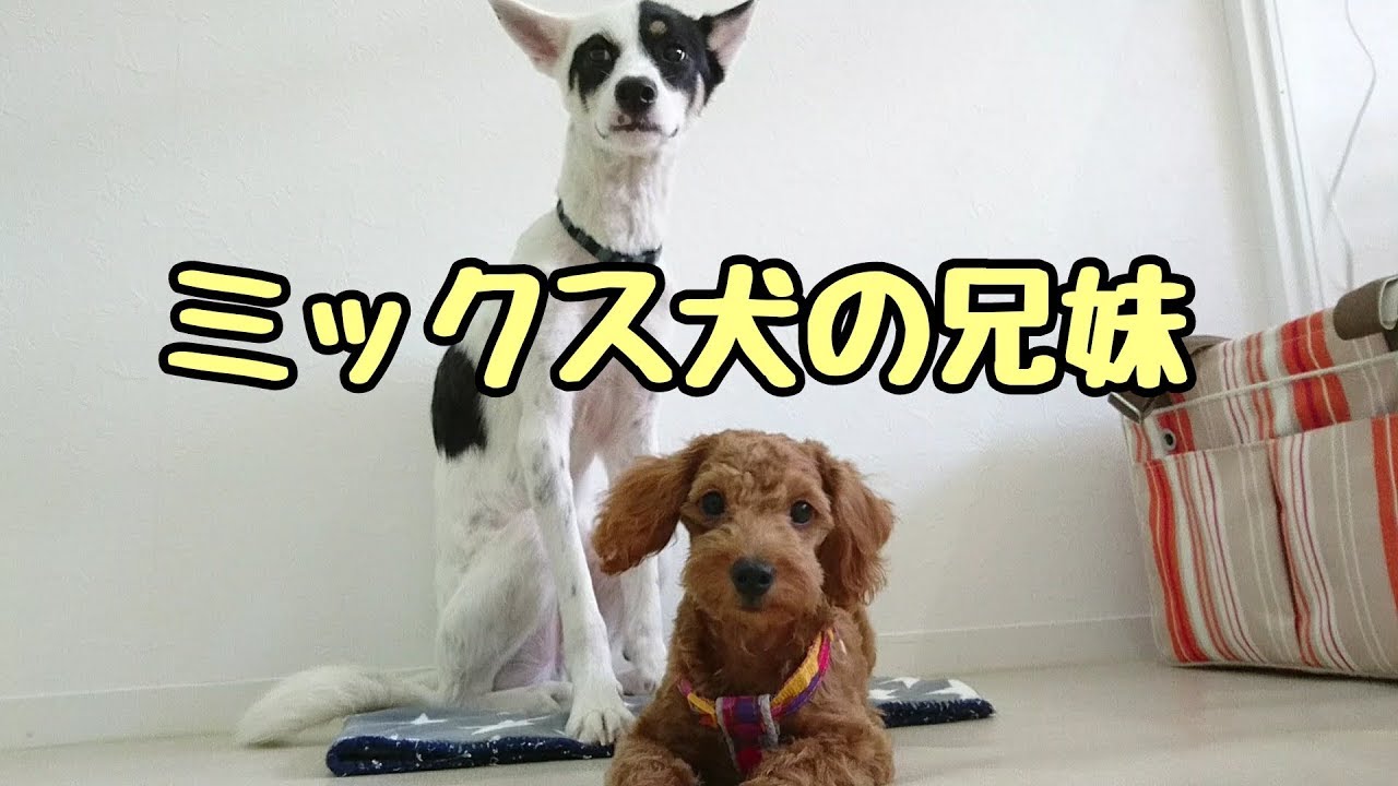 ミックス犬の兄妹です トイプードル 柴犬 チワワ ミックス犬 ミニチュアダックス 9月24日 Youtube