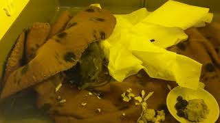 Tommy the Roof Rat in respiratory distress taking Oxygen
