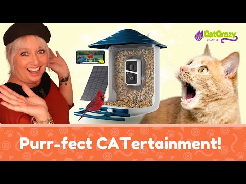 Elevate Your Cat's Entertainment With a Bird Feeder Camera