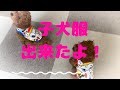 トイプードル　出産から3ヶ月　犬服着させてみました！