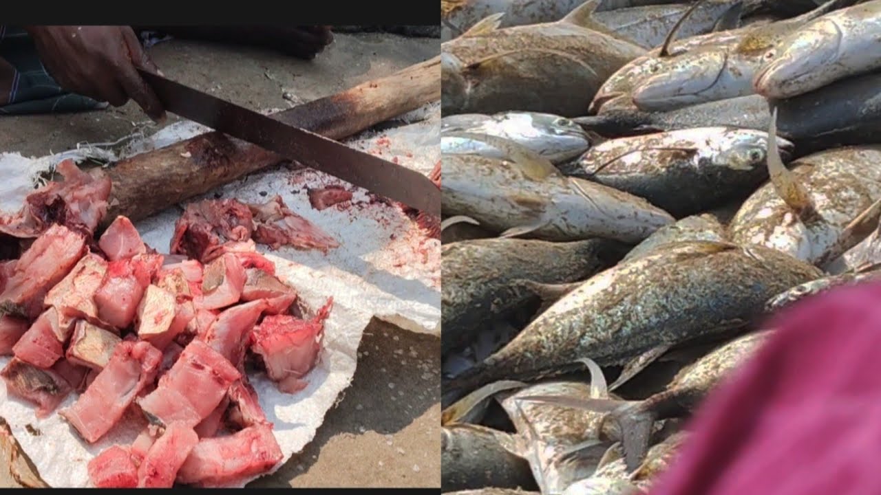 Fresh fish Malabar giant fish cutting video||fresh sea fish 